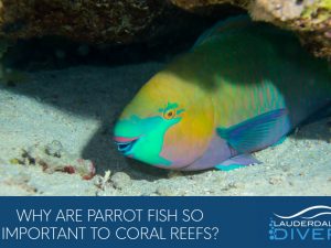 Why Are Parrot Fish So Important To Our Reefs?