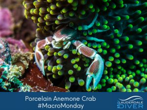 The Porcelain Anemone Crab is a very small and unique creature which lives almost exclusively among anemone's in the Indian and Pacific Oceans.