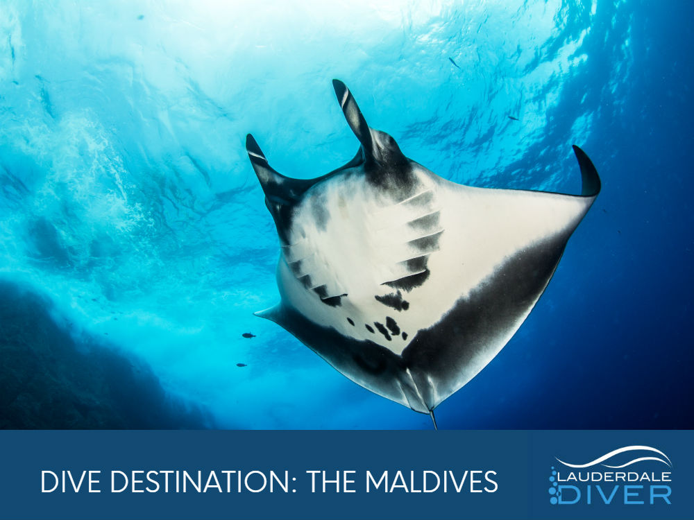 The Maldives are an incredible destination for avid scuba divers. Set far off the beaten path, these beautiful islands are home to some incredible marine life which makes it well worth the trouble of getting there.