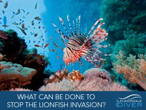 Lionfish are native to the Indo-Pacific Region. However, over the past several years there has become a growing population on the Florida Coast. This invasive species can wreck havoc on our local plants and animals. What can be done to stop it?