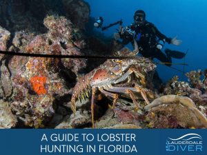 Your Guide To Lobster Fishing In Florida