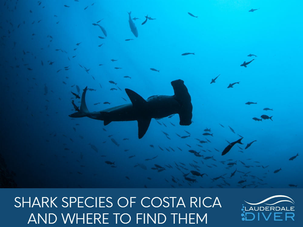 Costa Rica is home to many different shark species which are exciting to scuba dive with. Here we go over the different species and where they can be found!