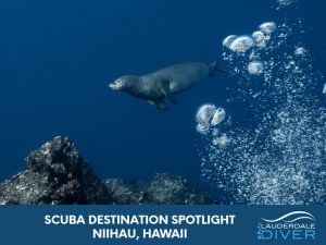 Scuba diving in Hawaii can include diving with the endangered Monk Seal off the Hawaiian island of Niihau.
