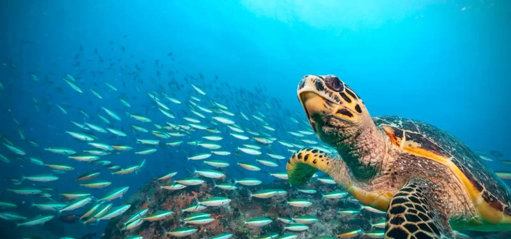 Exploring the Underwater Wonders: Diving in Grand Cayman