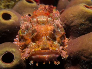 scorpionfish