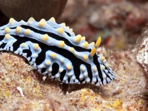 Jewels of the Reef: A Guide to the Enchanting World of Nudibranchs (and Where to Find Them!)