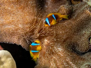 clownfish