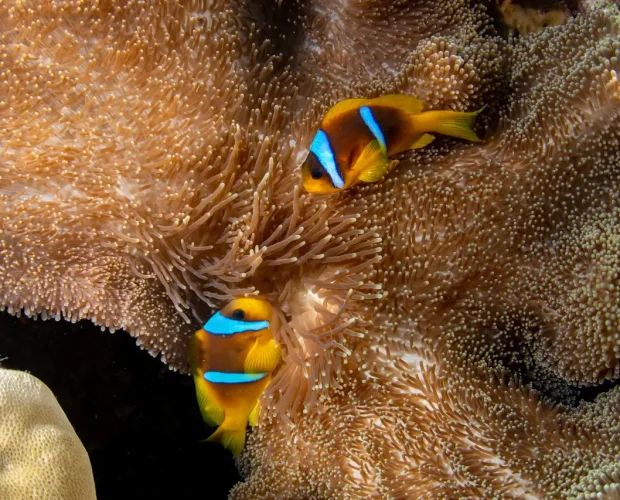 clownfish