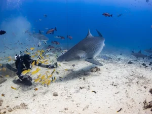shark dive Fiji