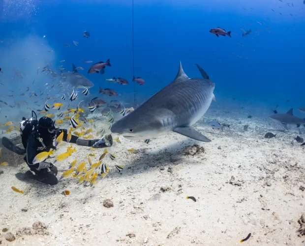 shark dive Fiji