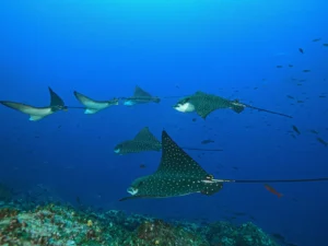 The Best Time to Dive the Philippines: When to Go and What to Expect