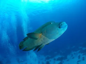 Meet the Giants: Red Sea Napoleon Wrasse and Where to Find Them in Hurghada