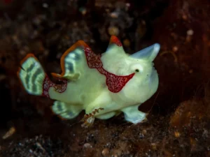 Frogfish, often mistaken for rocks or sponges due to their masterful camouflage, are fascinating anglerfish that lurk in coral reefs and shallow seas. Known for their lightning-fast strikes and ability to 