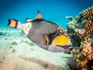 They are the reef's most industrious architects and its fiercest guardians. With human-like teeth, rotating eyes, and a 