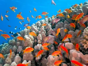 While coral reefs around the globe are facing unprecedented challenges due to warming oceans, the northern Red Sea is telling a completely different story. Scientists have discovered that the corals of Hurghada possess a unique 