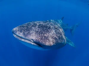 Sharing the water with a whale shark is a life-altering experience, but the rise of mass tourism has led to unethical practices in some parts of the world. If you want to encounter these gentle giants in their natural habitat without disrupting their behavior, here are the top destinations for responsible whale shark diving and snorkeling.